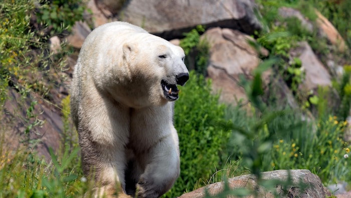Un ours polaire à la gueule se déplace sur une roche.