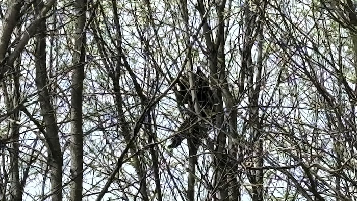 L'ours, vu de loin, dans des branches d'un arbre.