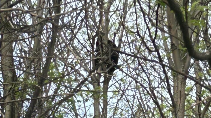 Un ours est assis dans des branches d'arbres.