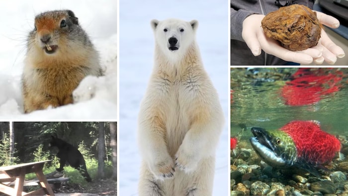 Photomontage d'une photo d'un ours polaire, d'un ours noir, d'un écureuil, d'une boule de poiles et d'un saumon.