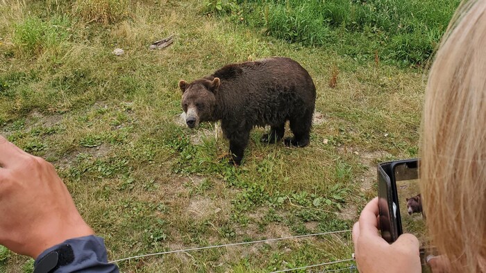 Des touristes photographient un grizzly marchant derrière un grillage. 