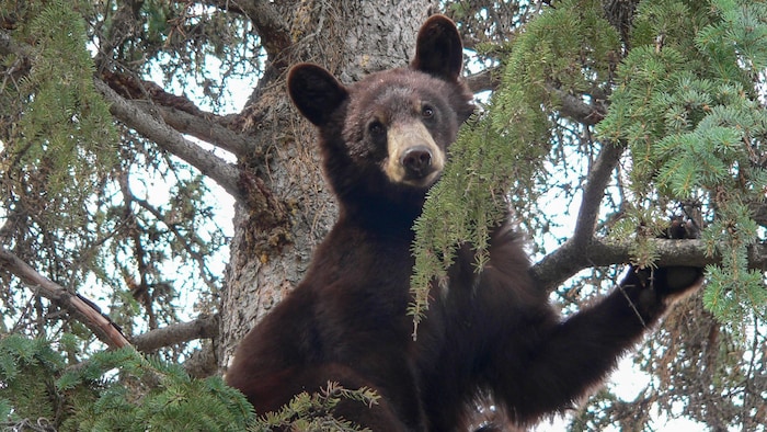 Un ours noir photographié dans un arbre.