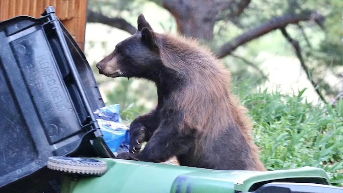 Un ours noir fouille dans des poubelles.