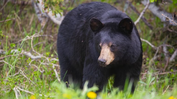 La cohabitation des êtres humains et des ours en Alberta et en  Colombie-Britannique