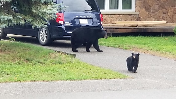 Des ours noirs près d'une voiture devant une maison.