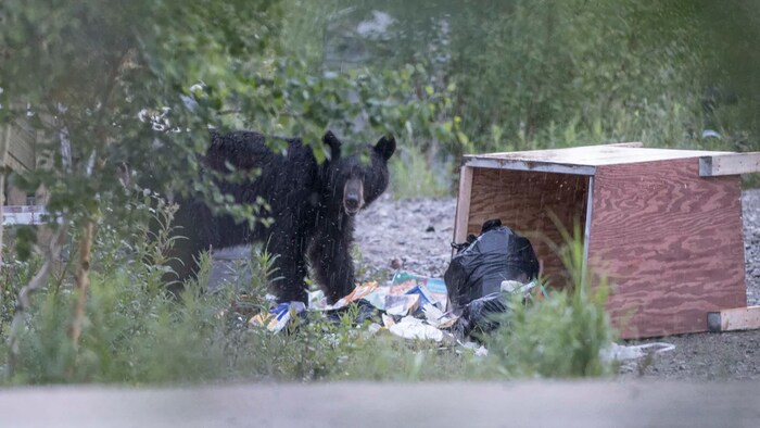 Un ours devant des déchets.