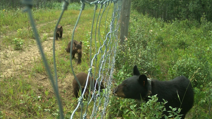 Quatre ours sont autour d'une clôture.