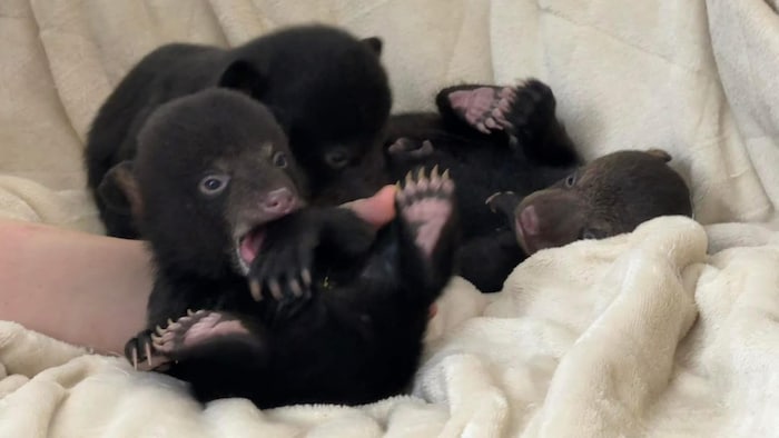 Photo des oursons Oscar, Oliver et Ozzy. 