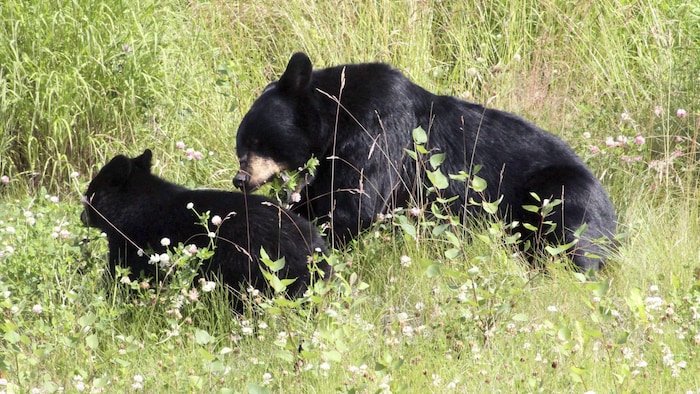 Une femelle ours noir et son ourson dans les herbes. 