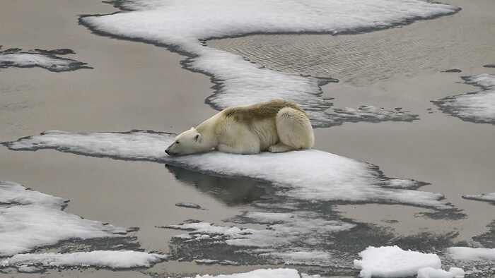 Un ours polaire sur un amas de glace flottante dans la partie arctique de la Russie.