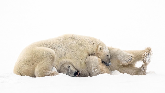 Sur un fond blanc, deux ours polaires luttent dans la neige pour s'amuser. L'un des ours a la tête qui apparaît sous le ventre de celui qui est par-dessus.