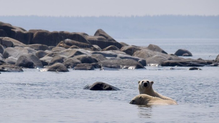 Des ours polaires dans l'eau.
