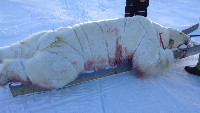 Un ours polaires abattus est attaché sur un traîneau.