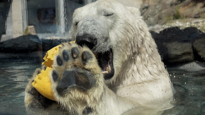 Un ours polaire est photographié dans un bassin d'eau derrière une vitre mouillée. L'animal, la gueule ouverte, tient un objet jaune contre sa patte avant dont les coussinets sombres et les griffes sont bien visibles.