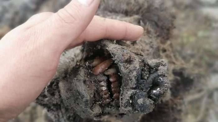 Vue sur le museau de l’ours, avec ses dents et son nez.