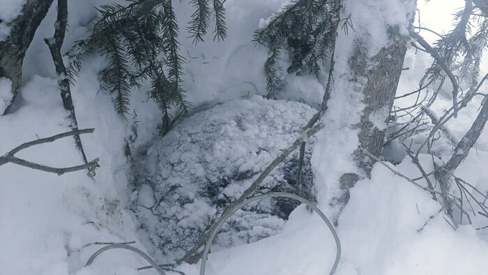 Une oursonne dans la neige.
