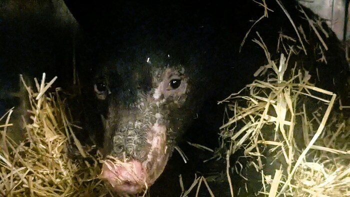 Portait de l'oursonne avec des blessures aux visages.