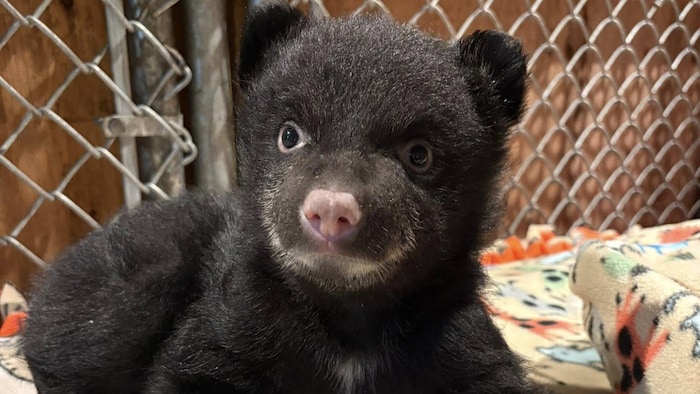 Un ourson dans une cage.
