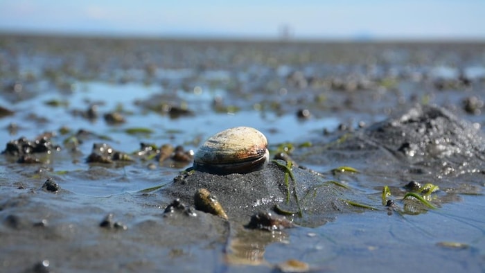Une palourde posée sur le sable.