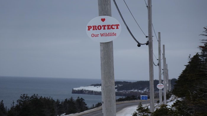 Des pancartes où il est écrit Protégeons notre faune sont clouées à des poteaux téléphoniques.