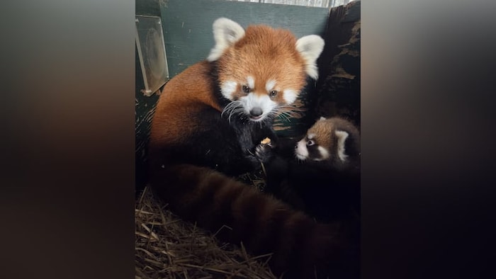 Le panda roux Mei Mei et son bébé.