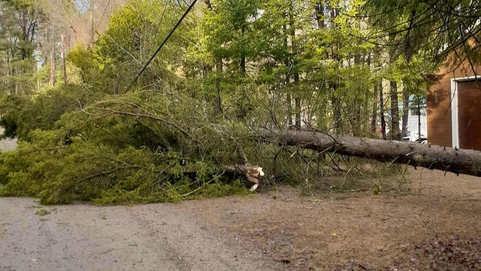 Un arbre renversé sur des fils électriques. 