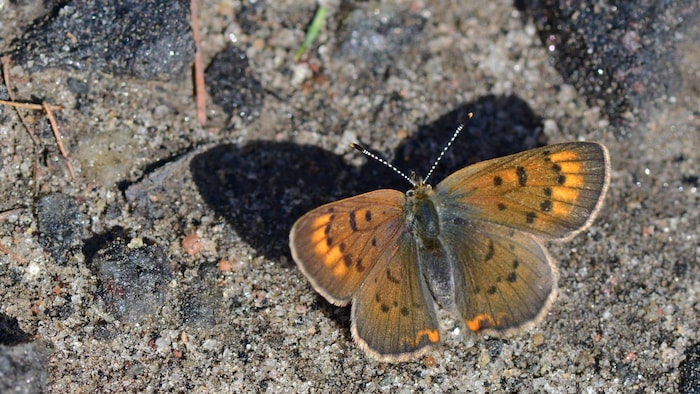 Un papillon Cuivré de la potentille (Lycaena dorcas) a été trouvé au Nunavik par l'équipe de chercheurs menée par l'entomologiste Maxim Larrivée.