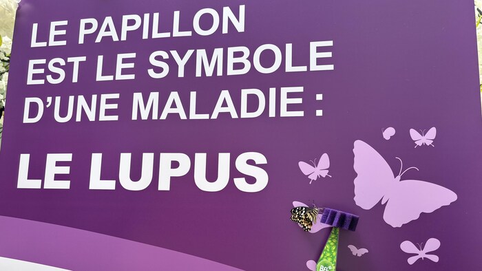 Un papillon est devant une affiche explicative sur le lupus.