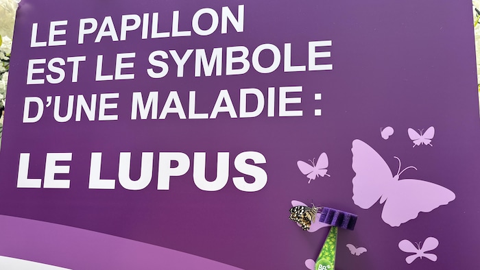 Butterfly in front of a lupus poster.