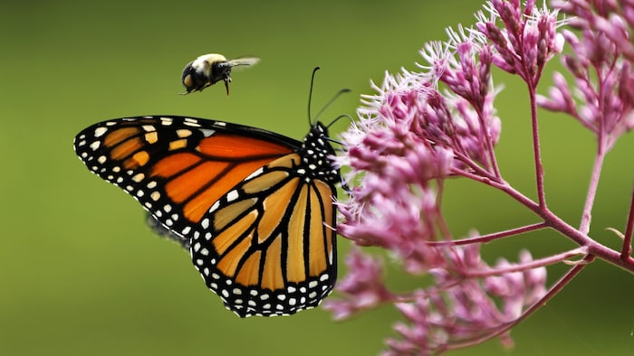 Le papillon monarque et un bourdon. Les populations de ces deux espèces d'insectes ont fortement diminué ces dernières années.