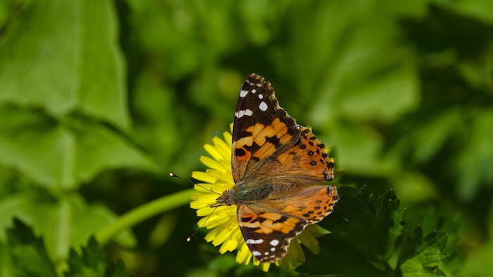 Un papillon aux ailes brunes tachetées d'orange est photographié de haut pendant qu'il se pose sur un pissenlit.