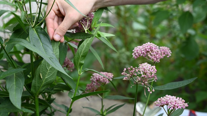 Des plantes d'asclépiade, la plante hôte du papillon monarque.