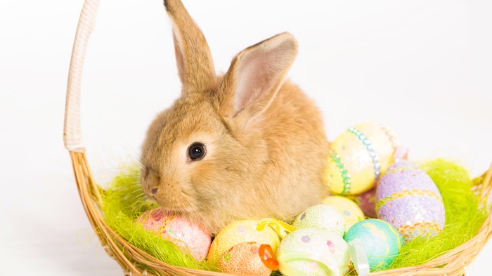 Lapin de Pâques avec un panier et des œufs.