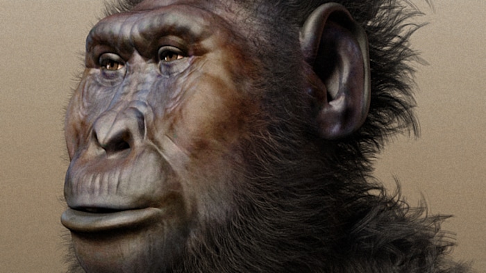 Reconstitution de l'apparence du visage de Paranthropus boisei ».