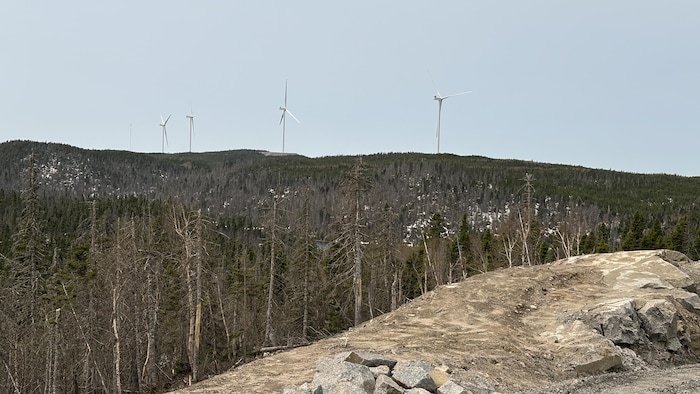 Des éoliennes au-dessus de la ligne des arbres, au loin.