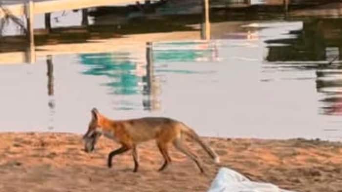 Un renard, chaussure au museau.