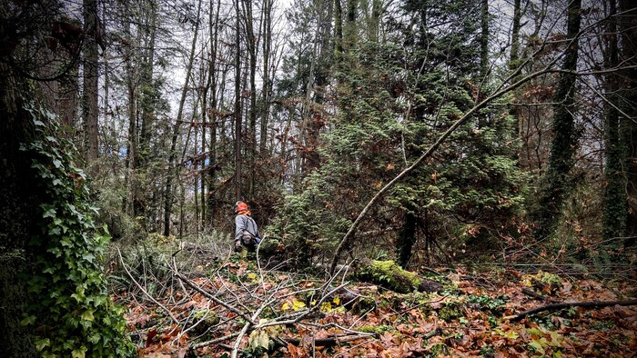 Des arbres du parc Stanley à Vancouver sont coupés, le 30 novembre 2023.