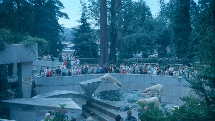 Des visiteurs du Zoo de Vancouver regardent de loin deux ours polaires en train de plonger dans une piscine.