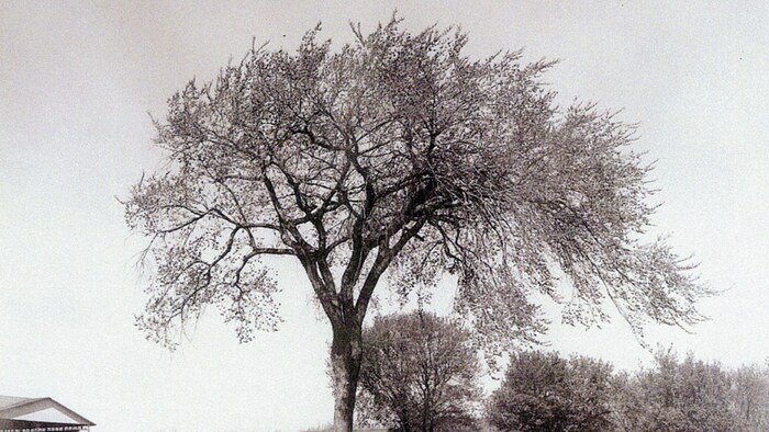 Orme d'Amérique gigantesque. 