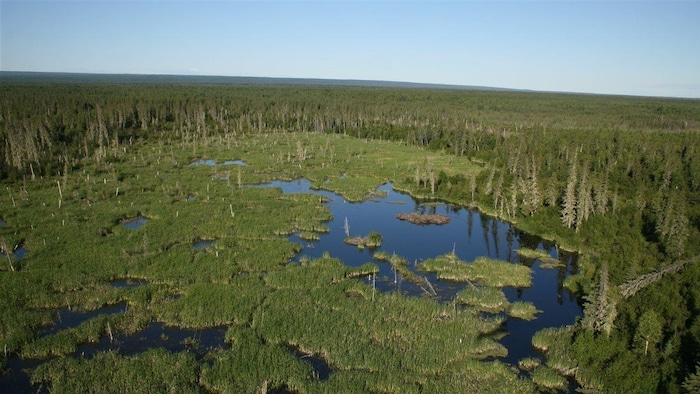 Un étang entourée de forêts