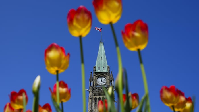 Des tulipes sont bien visibles devant le parlement canadien.