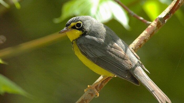 Un oiseau à gorge jaune.
