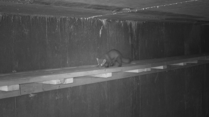 Une martre sur une passerelle en bois sous une route. L'image est en noir et blanc. 