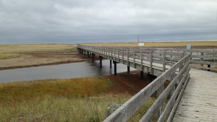 Un long trottoir en bois menant à la plage