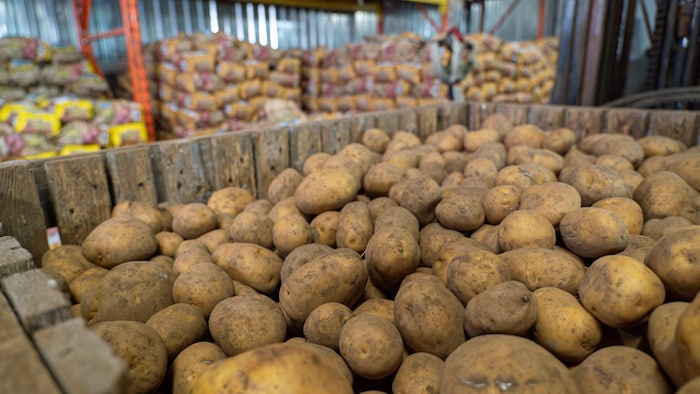Des patates.
