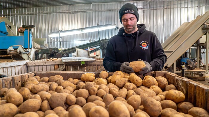 L'agriculteur inspecte des pommes de terre.