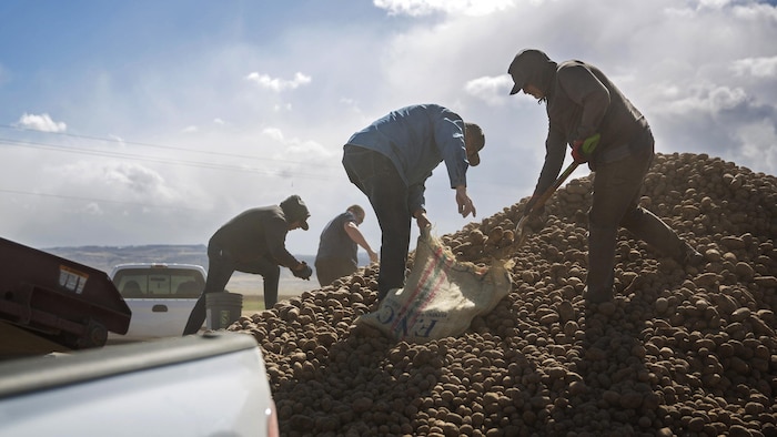 Quatre personnes sont montées sur un monticule de patates et remplissent des sacs et des seaux avec leurs mains ou avec des pelles.