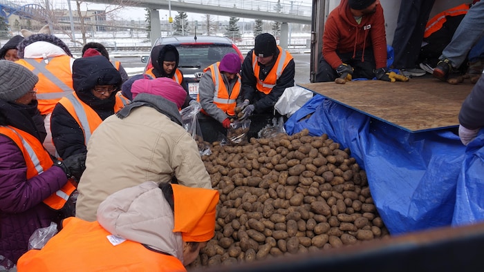 Des bénévoles mettent des patates dans des sacs.