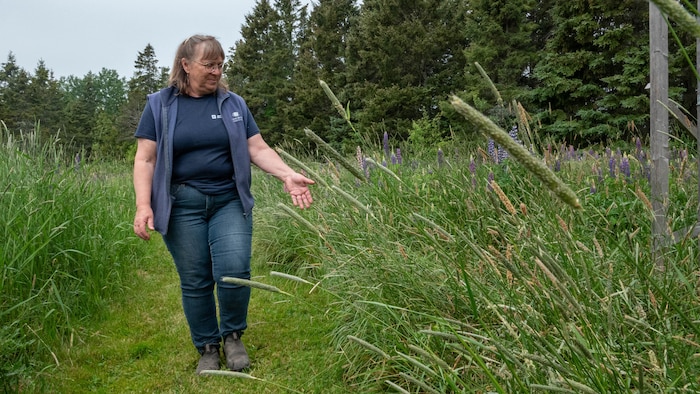 Patricia Gallant marche dans le champ de lupins.