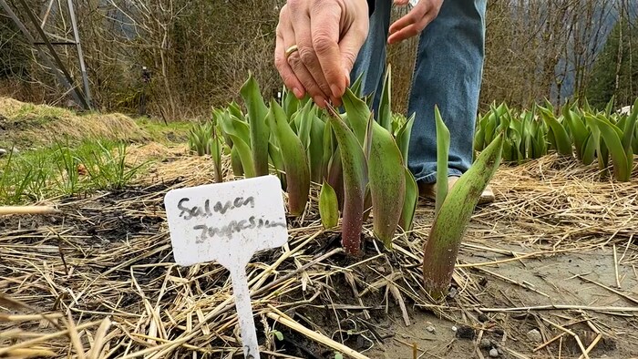 Une main agrippe une plante dans un champ.